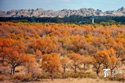 【南北疆】 新疆天山天池、火洲吐魯番、人間凈土喀納斯雙飛8日游