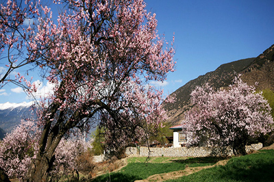 林芝.jpg