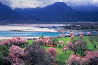 靈芝.jpg