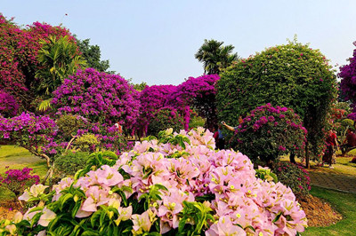 83297148_1523957159808_mthumb_副本.jpg