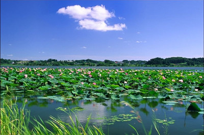 【洪湖】洪湖藍(lán)田生態(tài)風(fēng)景區(qū)+瞿家灣精品雙汽2日游