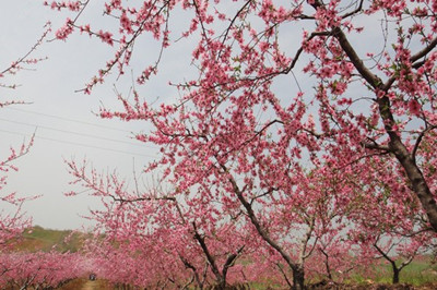 花1