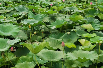 【十堰周邊】秋日賞何采蓮一日游