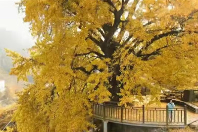 【十堰】古樹村、打卡網(wǎng)紅路賞秋1日游